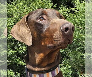 Doberman Pinscher Dogs for adoption in Albuquerque, NM, USA