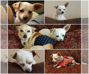 Chihuahua Dogs for adoption in Leduc, Alberta, Canada