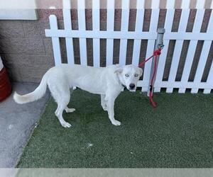 Siberian Husky-Unknown Mix Dogs for adoption in Modesto, CA, USA