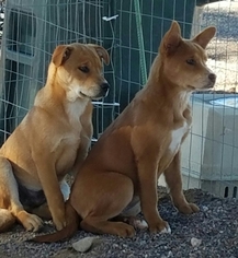 Medium Photo #1 Rottweiler-Shiba Inu Mix Puppy For Sale in Tonopah, AZ, USA