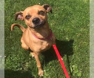 Puggle Dogs for adoption in Center Township, PA, USA
