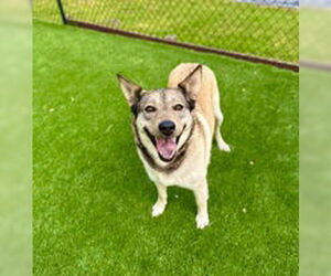 German Shepherd Dog Dogs for adoption in Salinas, CA, USA
