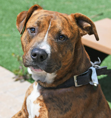 American Bulldog-Unknown Mix Dogs for adoption in Fernandina Beach, FL, USA