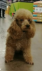 Poodle (Miniature) Dogs for adoption in Mobile, AL, USA