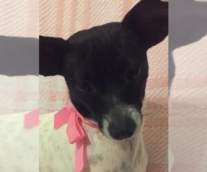 Rat-Cha Dogs for adoption in Tomball, TX, USA