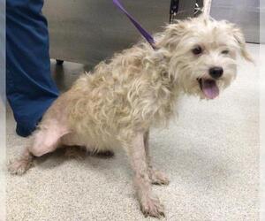 Mutt Dogs for adoption in Riverside, CA, USA