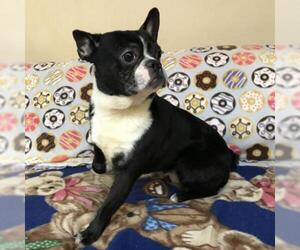 Boston Terrier Dogs for adoption in Madison, WI, USA