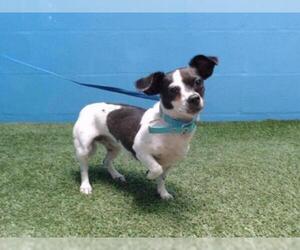 Chihuahua Dogs for adoption in Orlando, FL, USA