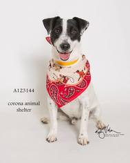 Jack Russell Terrier Dogs for adoption in Palo Alto, CA, USA