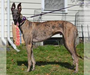 Greyhound Dogs for adoption in Minneapolis, MN, USA