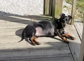 Dachshund Dogs for adoption in Cookeville , TN, USA