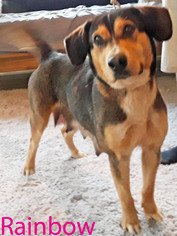 German Shepherd Dog Dogs for adoption in Griffin, GA, USA