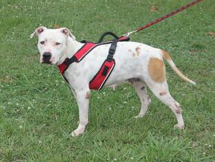 Medium Photo #1 American Pit Bull Terrier-Unknown Mix Puppy For Sale in Natchitoches, LA, USA