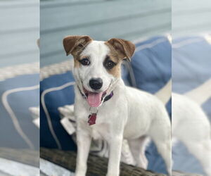 Mutt Dogs for adoption in Rockaway, NJ, USA