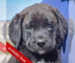 Mutt Dogs for adoption in Huntley, IL, USA