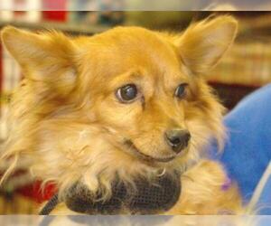 Pomeranian-Unknown Mix Dogs for adoption in Longview, WA, USA