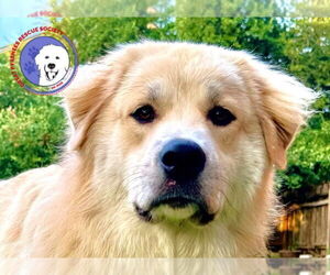 Golden Pyrenees Dogs for adoption in Spring, TX, USA