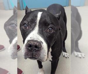 American Pit Bull Terrier-Unknown Mix Dogs for adoption in Las Vegas, NV, USA