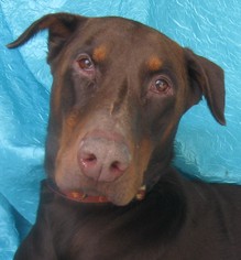 Doberman Pinscher Dogs for adoption in Cuba, NY, USA
