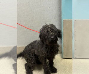 Poodle (Standard)-Unknown Mix Dogs for adoption in Las Vegas, NV, USA