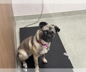 Chug Dogs for adoption in Fort Collins, CO, USA
