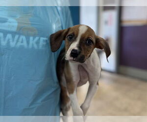 Mutt Dogs for adoption in Raleigh, NC, USA