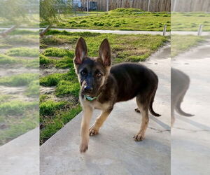 German Shepherd Dog Dogs for adoption in Modesto, CA, USA