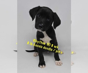 American Pit Bull Terrier-Australian Shepherd Mix Dogs for adoption in pomfret, CT, USA