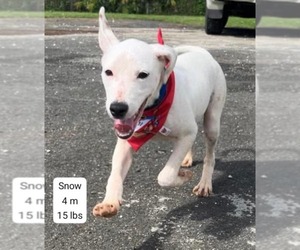 Labrador Retriever-Unknown Mix Dogs for adoption in Virginia Beach, VA, USA
