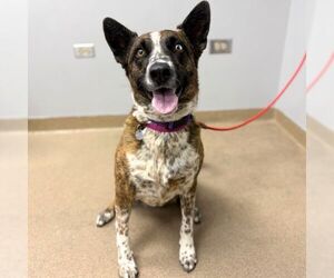 Mutt Dogs for adoption in Aurora, CO, USA
