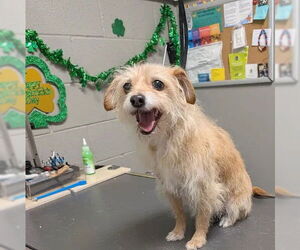 Mutt Dogs for adoption in Las Vegas, NV, USA