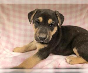 German Shepherd Dog-Unknown Mix Dogs for adoption in HESPERIA, CA, USA