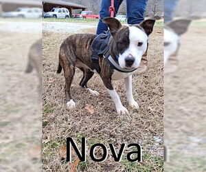 Boxer-Staffordshire Bull Terrier Mix Dogs for adoption in Mountain View, AR, USA