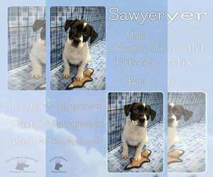 Mutt Dogs for adoption in Jacksonville, NC, USA