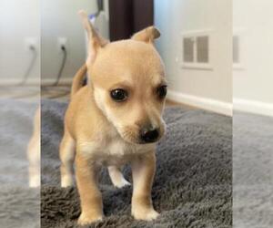 Medium Photo #1 Chihuahua-Unknown Mix Puppy For Sale in Derwood, MD, USA