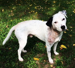 Small Dalmatian Mix