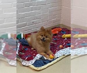Pomeranian Dogs for adoption in Waterford, VA, USA
