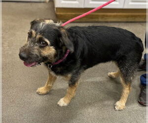 German Shepherd Dog-Unknown Mix Dogs for adoption in Forestville, MD, USA