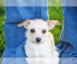Mutt Dogs for adoption in Sandy, UT, USA