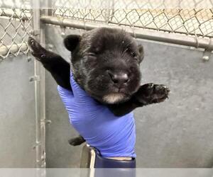 Bull Terrier-Staffordshire Bull Terrier Mix Dogs for adoption in HESPERIA, CA, USA