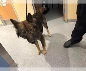 German Shepherd Dog-Unknown Mix Dogs for adoption in Orange, CA, USA