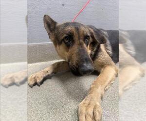 German Shepherd Dog-Unknown Mix Dogs for adoption in Las Vegas, NV, USA