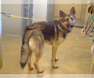 German Shepherd Dog Dogs for adoption in Sacramento, CA, USA
