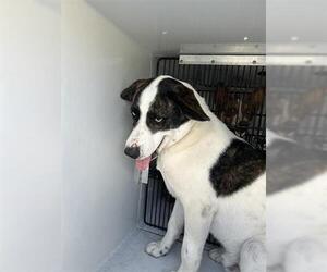 Huskies -Unknown Mix Dogs for adoption in Houston, TX, USA