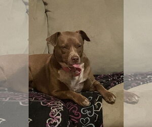 Mutt Dogs for adoption in Crossville, AL, USA