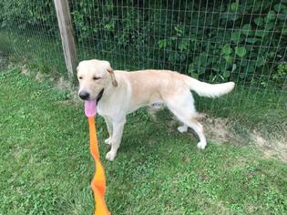 Labrador Retriever Dogs for adoption in Mattoon, IL, USA