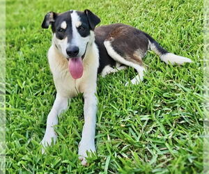 Mutt Dogs for adoption in Rockaway, NJ, USA