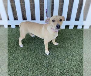 Rat Terrier-Unknown Mix Dogs for adoption in Modesto, CA, USA