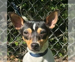 Mutt Dogs for adoption in Canton, CT, USA