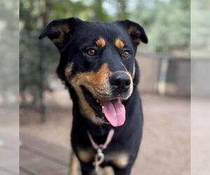 Labrottie Dogs for adoption in Santa Barbara, CA, USA